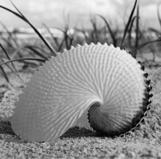 Compatible Stillleben Jahrriesnge  for untitle-lpf00202 