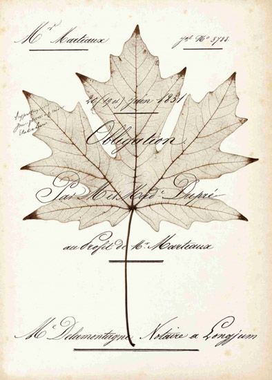 Compatible Stillleben Jahrriesnge  for leaf-lpf00490 