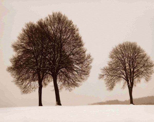 Compatible Landschaft JAHRRIESNGE  for trees-lpf00760 