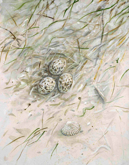 Compatible Landschaft JAHRRIESNGE  for shell-lpf00861 