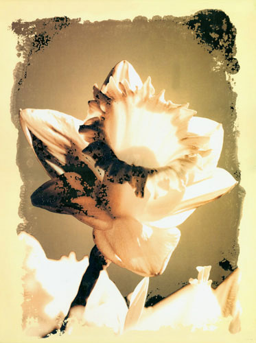 Compatible Blumen JAHRRIESNGE  for flower lpf04588 