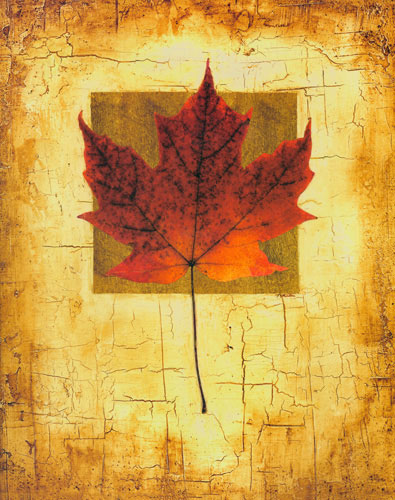 Compatible Blumen JAHRRIESNGE  for leaf lpf04632 