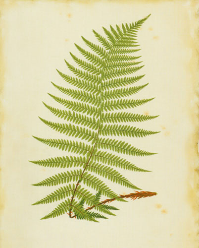 Compatible Blumen JAHRRIESNGE  for leaf lpf04775 