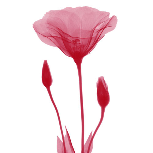 Compatible Blumen JAHRRIESNGE  for flowers lpf04849 