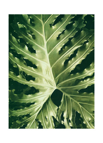 Compatible Blumen JAHRRIESNGE  for leaf lpf04867 