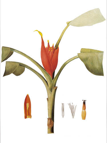 Compatible Blumen JAHRRIESNGE  for flowers lpf04902 