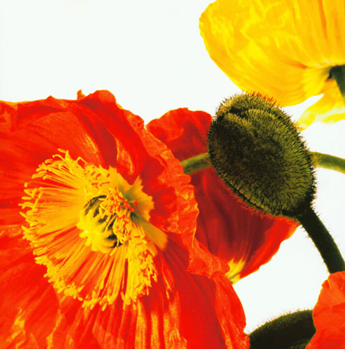 Compatible Blumen JAHRRIESNGE  for flowers lpf04990 