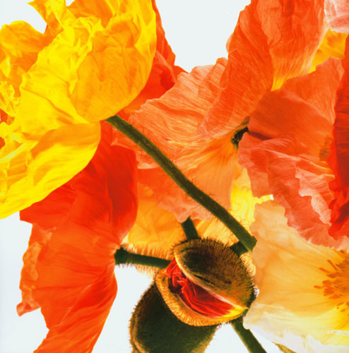 Compatible Blumen JAHRRIESNGE  for flowers lpf04991 