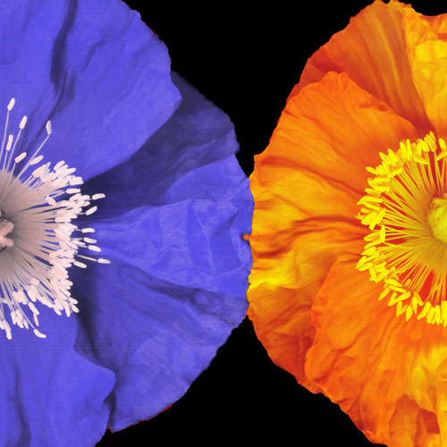 Compatible Blumen JAHRRIESNGE  for flower lpf05047 