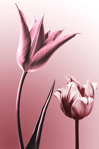 Compatible Blumen JAHRRIESNGE  for flowers lpf05089 