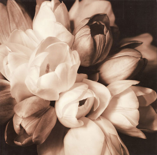 Compatible Blumen JAHRRIESNGE  for flowers lpf05094 