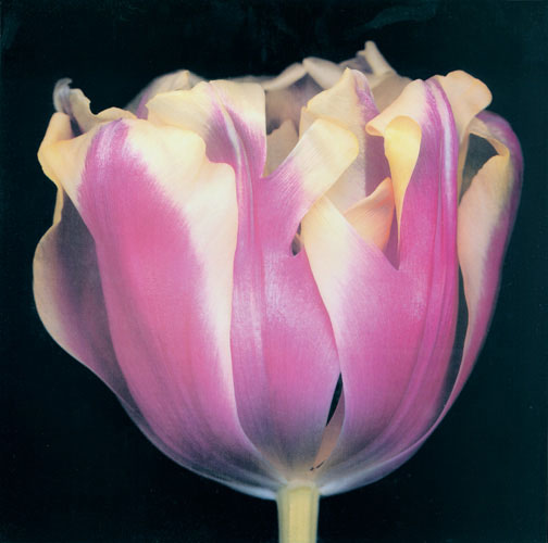 Compatible Blumen JAHRRIESNGE  for flowers lpf05420 