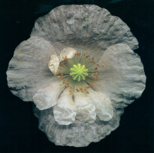 Compatible Blumen JAHRRIESNGE  for flowers lpf05422 