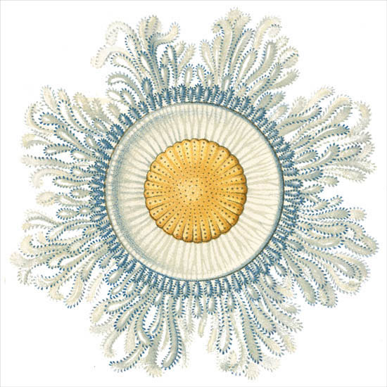 Compatible Abstrakt Jahrriesnge  for colorful-lpf06395 