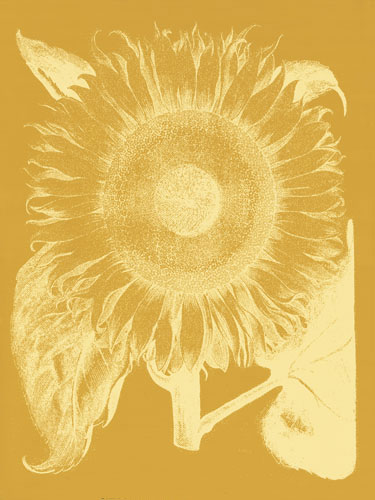 Compatible Blumen JAHRRIESNGE  for flowers-lpf06714 