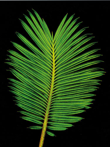 Compatible Blumen JAHRRIESNGE  for flowers-lpf06751 