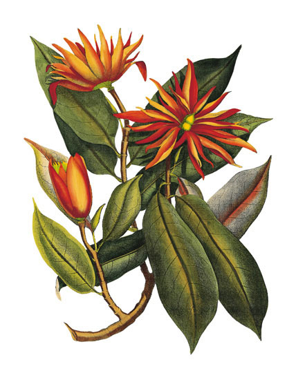 Compatible Blumen JAHRRIESNGE  for flowers-lpf06778 