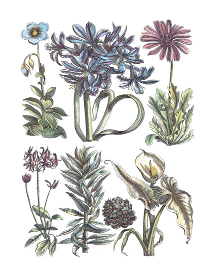 Compatible Blumen JAHRRIESNGE  for flowers-lpf06781 