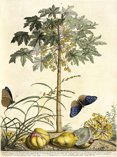 Compatible Blumen JAHRRIESNGE  for flowers-lpf06785 