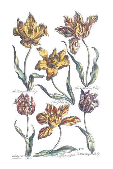 Compatible Blumen JAHRRIESNGE  for flowers-lpf06817 