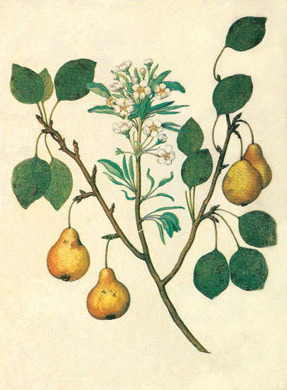 Compatible Blumen JAHRRIESNGE  for flowers-lpf06847 