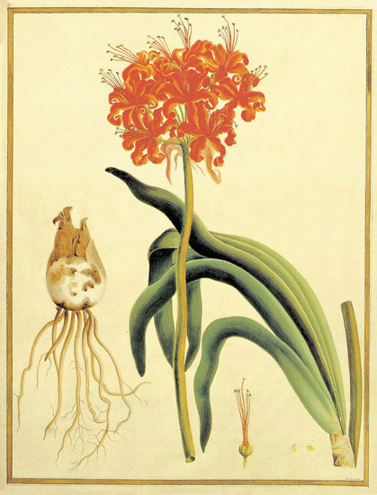 Compatible Blumen JAHRRIESNGE  for flowers-lpf06864 