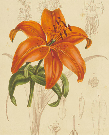 Compatible Blumen JAHRRIESNGE  for flowers-lpf06865 