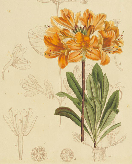 Compatible Blumen JAHRRIESNGE  for flowers-lpf06866 