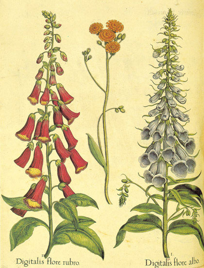 Compatible Blumen JAHRRIESNGE  for flowers-lpf06867 