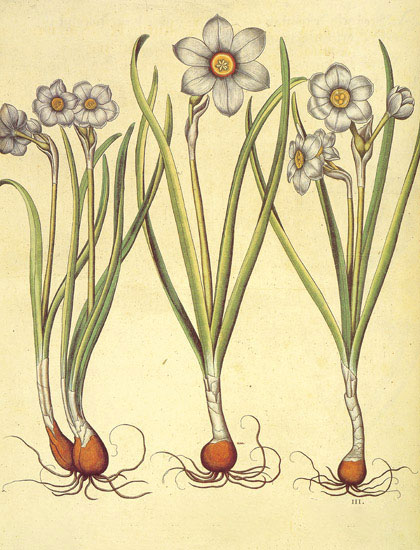 Compatible Blumen JAHRRIESNGE  for flowers-lpf06876 