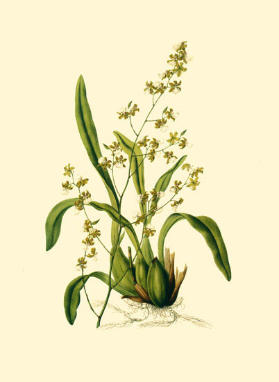 Compatible Blumen JAHRRIESNGE  for flowers-lpf06882 