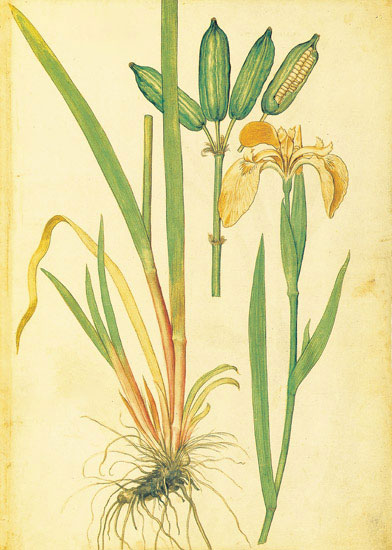 Compatible Blumen JAHRRIESNGE  for flowers-lpf06885 