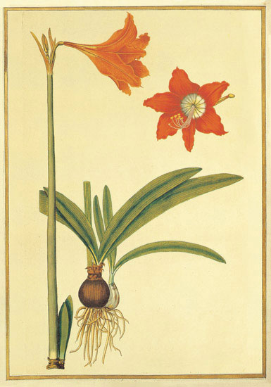 Compatible Blumen JAHRRIESNGE  for flowers-lpf06887 