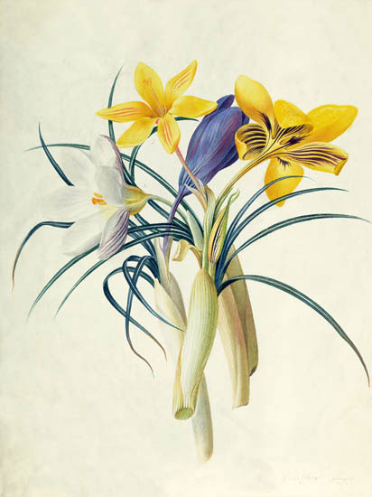 Compatible Blumen JAHRRIESNGE  for flowers-lpf06888 