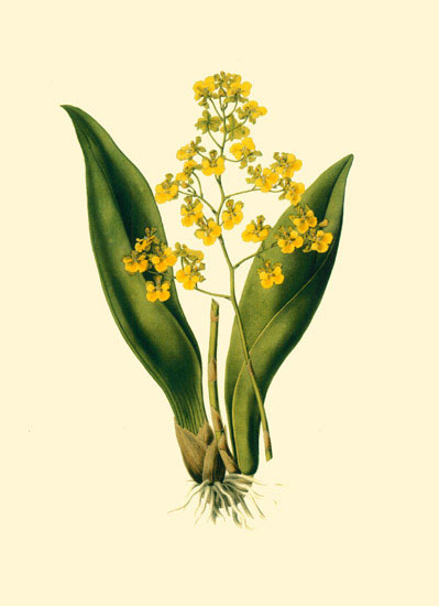 Compatible Blumen JAHRRIESNGE  for flowers-lpf06890 