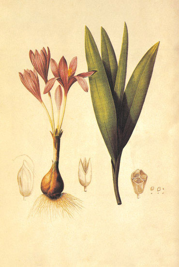 Compatible Blumen JAHRRIESNGE  for flowers-lpf06892 