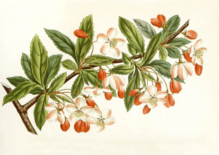 Compatible Blumen JAHRRIESNGE  for flowers-lpf06929 