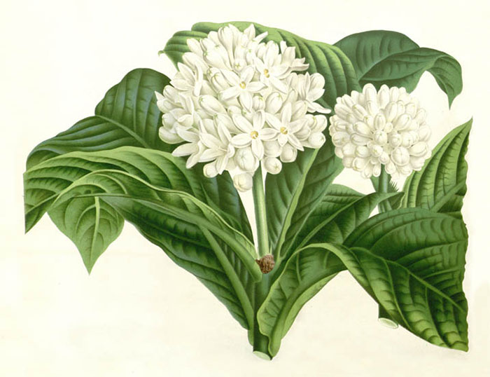 Compatible Blumen JAHRRIESNGE  for flowers-lpf06932 