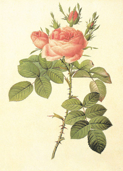 Compatible Blumen JAHRRIESNGE  for flowers-lpf06942 