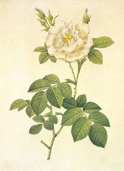 Compatible Blumen JAHRRIESNGE  for flowers-lpf06944 