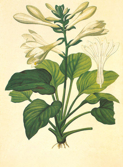 Compatible Blumen JAHRRIESNGE  for flowers-lpf06954 