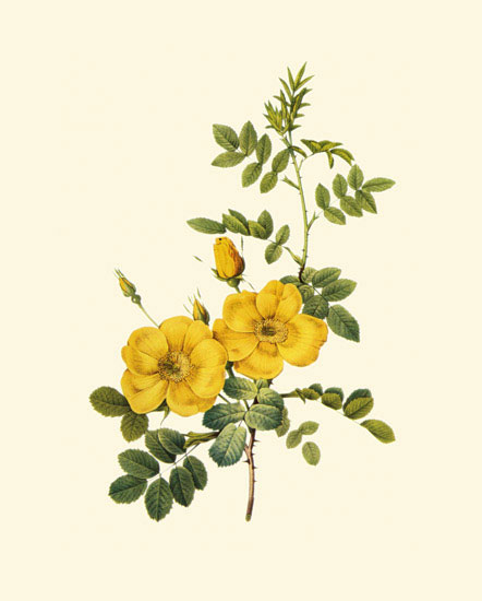 Compatible Blumen JAHRRIESNGE  for flowers-lpf06959 