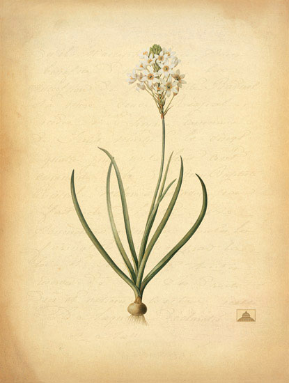 Compatible Blumen JAHRRIESNGE  for flowers-lpf06971 