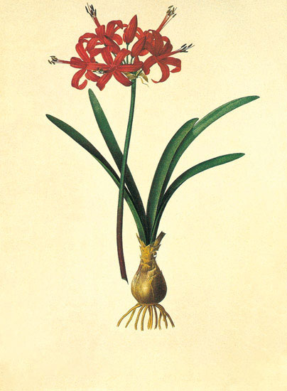 Compatible Blumen JAHRRIESNGE  for flowers-lpf06975 