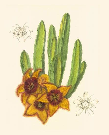 Compatible Blumen JAHRRIESNGE  for flowers-lpf06976 