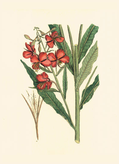 Compatible Blumen JAHRRIESNGE  for flowers-lpf06977 