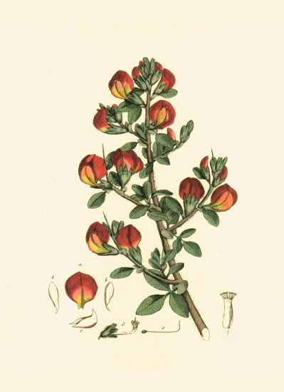 Compatible Blumen JAHRRIESNGE  for flowers-lpf06980 