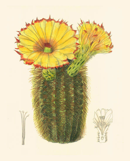 Compatible Blumen JAHRRIESNGE  for flowers-lpf06985 