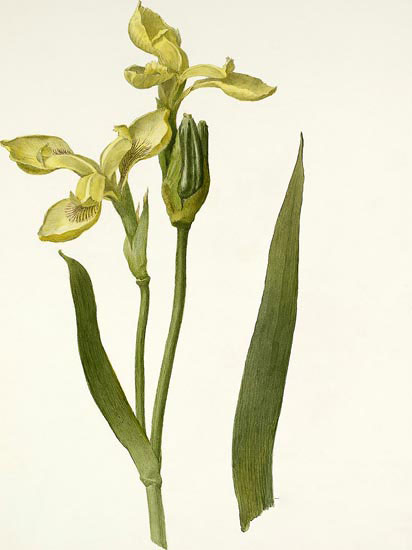 Compatible Blumen JAHRRIESNGE  for flowers-lpf06991 