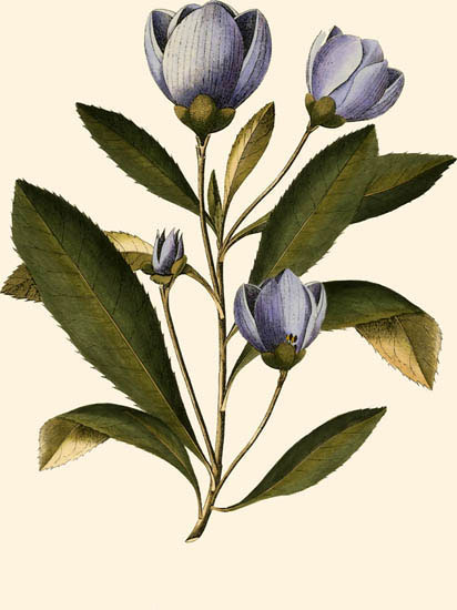 Compatible Blumen JAHRRIESNGE  for flowers-lpf06994 